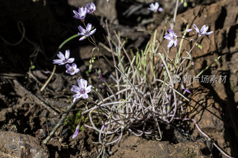 克莱顿草(Claytonia gypsophiloides)，俗称“石膏春美”和“海岸岭克莱顿草”，是芒草科的一种野花。Pepperwood自然保护区;圣罗莎;加州的索诺玛县。Montiaceae。